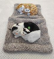 "Кошка с котенком" во Томске